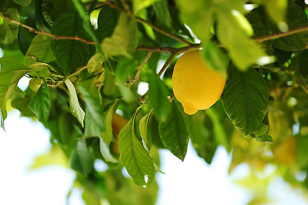 포토 JPG 해외이미지 나무 식물 음식 백그라운드 잎 밭 농업 과일 자연 귤 매달리기 건강 사람없음 초록색 물 농작물 햇빛 농장 노란색 우주 맑음 주스 수확 성장 나뭇가지 신선 소프트포커스 숲 다발 지중해 레몬 가득함 유기농 보케 라임 내추럴 블러 숙성 많음 카피스페이스 해외202004 해외202105 레몬나무 해외포토 자연요소 웰빙 산업 음료 바다 컬러 컨셉 모션 날씨 촬영기법 태양 공백 생태계 파일형식