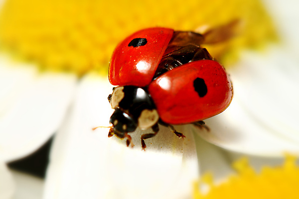 포토 JPG 해외이미지 식물 곤충 자연 사람없음 벌레 작음 데이지 무당벌레 내추럴 캐모마일 해외202004 해외202105 해외포토 동물 꽃 크기 허브 생태계 파일형식