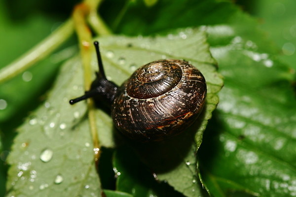 포토 JPG 해외이미지 야생동물 자연 사람없음 야외 달팽이 느림 기어가기 해외202004 해외202105 해외포토 동물 모션 연체동물 생태계 파일형식