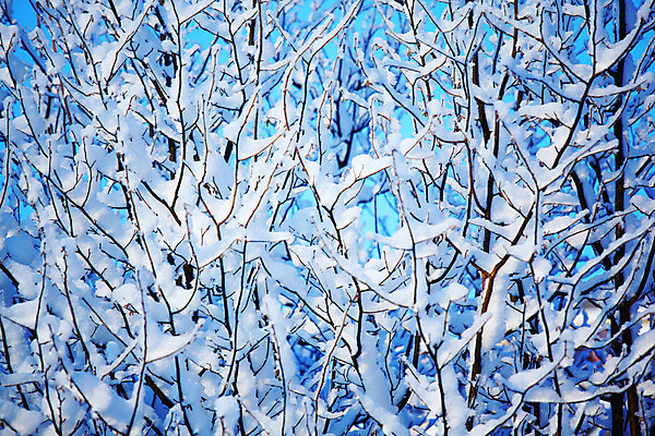 포토 JPG 해외이미지 주간 겨울 풍경 사람없음 야외 나뭇가지 상고대 겨울풍경 해외202004 해외202105 해외포토 자연요소 나무 계절 서리 파일형식