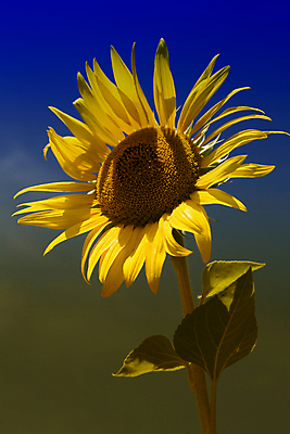 포토 JPG 해외이미지 주간 해바라기 사람없음 야외 해외202004 해외포토 자연요소 꽃 파일형식