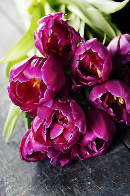 포토 JPG 해외이미지 잎 탁자 사람없음 튤립 해외202004 해외포토 식물 꽃 가구 파일형식