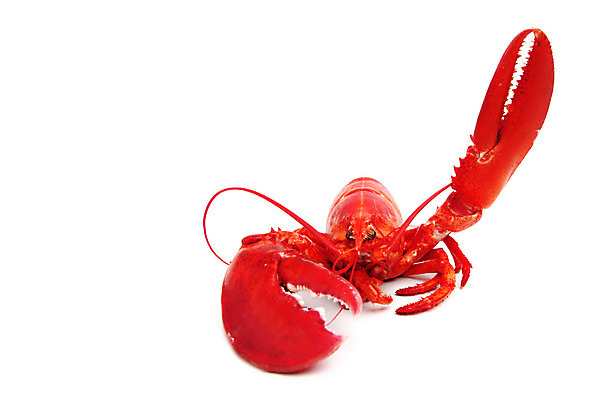 포토 JPG 해외이미지 사람없음 손들기 바닷가재 해산물 흰배경 집게발 해외202004 해외202105 해외포토 백그라운드 모션 흰색 가재 파일형식