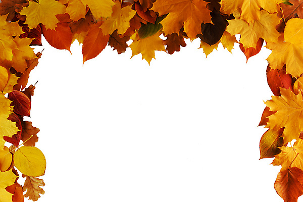 포토 JPG 해외이미지 배너 계절 포스터 종이 백그라운드 단풍 잎 꽃무늬 패턴 오렌지 자연 벽지 프레임 사람없음 장식 컬러풀 노란색 가을 흰색 신용카드 황금 9월 11월 10월 고립 헤딩 카피스페이스 국경 해외202004 해외202105 해외포토 식물 꽃 컬러 무늬 과일 금융 축구 공백 날짜 생태계 파일형식