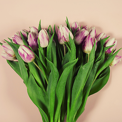 포토 JPG 해외이미지 꽃다발 실내 사람없음 하이앵글 튤립 분홍색배경 해외202004 해외포토 꽃 뷰포인트 분홍색 백그라운드 내부 파일형식