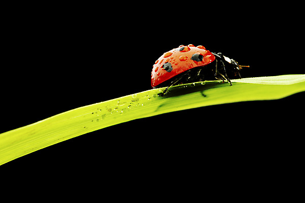 포토 JPG 해외이미지 식물 동물 디자인 계절 행복 곤충 백그라운드 컨셉 자연 안테나 사람없음 빨간색 초록색 여름 컬러풀 노란색 환경 정원 검은색 봄 성장 흰색 신선 점 칼날 벌레 보호 발사 허브 딱정벌레 묘사 생물학 무당벌레 내추럴 고립 해외202004 해외202105 해외포토 교육 감정 컬러 통신 생태계 파일형식