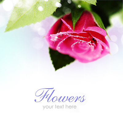 포토 JPG 해외이미지 잎 실내 근접촬영 사람없음 장미 흰배경 보케 카피스페이스 해외202004 해외포토 식물 꽃 뷰포인트 백그라운드 내부 공백 흰색 파일형식