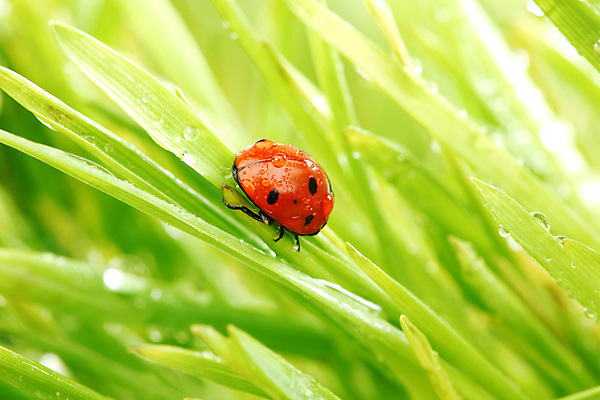 포토 JPG 해외이미지 식물 야생동물 곤충 잎 자연 초원 사람없음 물 물방울 작음 무당벌레 내추럴 해외202004 해외202105 해외포토 자연요소 동물 크기 생태계 파일형식