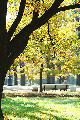 포토 JPG 해외이미지 나무 식물 계절 공원 꽃 도로 길 지구 줄기 잎 꽃무늬 오렌지 자연 하늘 추상 휴식 새로움 따뜻함 풍경 사람없음 야외 목재 빨간색 초록색 물 빛 세계 갈색 노란색 평화 가을 시골 황금 숲 신비 11월 땅 장면 10월 내추럴 해외202004 해외202105 해외포토 자연요소 공공시설 컬러 컨셉 무늬 과일 재료 교통시설 날짜 생태계 파일형식