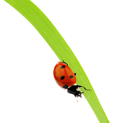 포토 JPG 해외이미지 식물 곤충 자연 사람없음 벌레 작음 무당벌레 내추럴 해외202004 해외202105 해외포토 동물 크기 생태계 파일형식