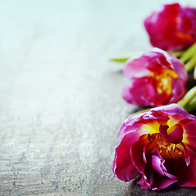 포토 JPG 해외이미지 잎 사람없음 아웃포커스 튤립 카피스페이스 나무배경 해외202004 해외포토 식물 꽃 백그라운드 촬영기법 공백 파일형식