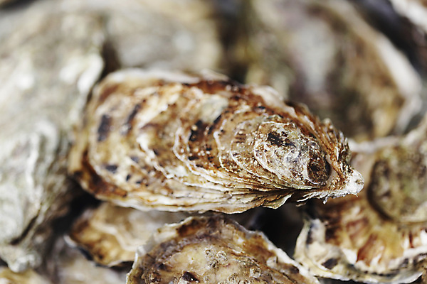 포토 JPG 해외이미지 식재료 실내 근접촬영 사람없음 아웃포커스 굴 신선 해외202004 해외202105 해외포토 뷰포인트 어패류 촬영기법 내부 파일형식