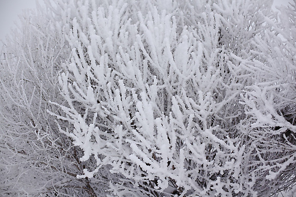 포토 JPG 해외이미지 주간 겨울 풍경 사람없음 야외 나뭇가지 상고대 겨울풍경 해외202004 해외202105 해외포토 자연요소 나무 계절 서리 파일형식
