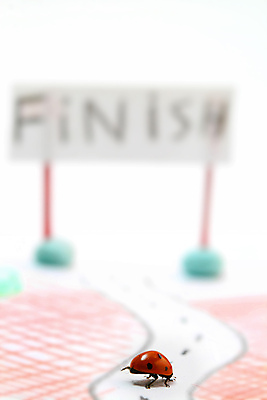 포토 JPG 해외이미지 식물 계절 행복 곤충 백그라운드 컨셉 자연 안테나 사람없음 빨간색 컬러풀 달리기 노란색 환경 정원 봄 흰색 신선 점 칼날 끝 벌레 보호 발사 허브 딱정벌레 묘사 속도 생물학 무당벌레 내추럴 고립 해외202004 해외202105 해외포토 동물 교육 감정 컬러 통신 모션 생태계 파일형식