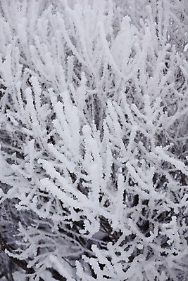 포토 JPG 해외이미지 주간 겨울 풍경 사람없음 야외 나뭇가지 상고대 겨울풍경 해외202004 해외202105 해외포토 자연요소 나무 계절 서리 파일형식