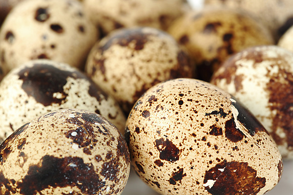 포토 JPG 해외이미지 음식 백그라운드 재료 자연 조류 부활절 건강 3 사람없음 갈색 계란 껍질 흰색 그룹 맛 아침식사 작음 오브젝트 날것 슛 노른자 고립 단백질 식품점 해외202004 해외202105 해외포토 동물 기념일 컬러 컨셉 상점 알 식사 크기 생태계 영양소 파일형식