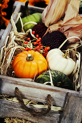 포토 JPG 해외이미지 열매 호박 실내 사람없음 농작물 가을 볏짚 나무상자 담기 추수감사절 찰옥수수 해외202004 해외포토 식물 계절 기독교 농업 채소 모션 옥수수 내부 상자 짚 파일형식