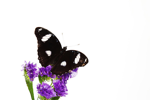 포토 JPG 해외이미지 식물 동물 1 꽃잎 꽃 줄기 분홍색 꽃다발 나비 곤충 백그라운드 잎 날개 자연 사람없음 장식 초록색 파란색 갈색 견본 환경 보라색 검은색 봄 달 흰색 신선 큼 제비꽃 오브젝트 싱글 슛 내추럴 고립 대칭 해외202004 해외202105 해외포토 자연요소 계절 컬러 크기 생태계 파일형식