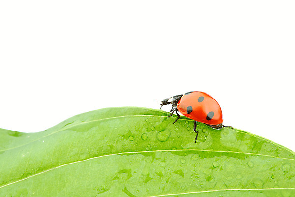 포토 JPG 해외이미지 식물 곤충 잎 자연 초원 사람없음 벌레 소프트포커스 작음 무당벌레 내추럴 해외202004 해외202105 해외포토 동물 촬영기법 크기 생태계 파일형식