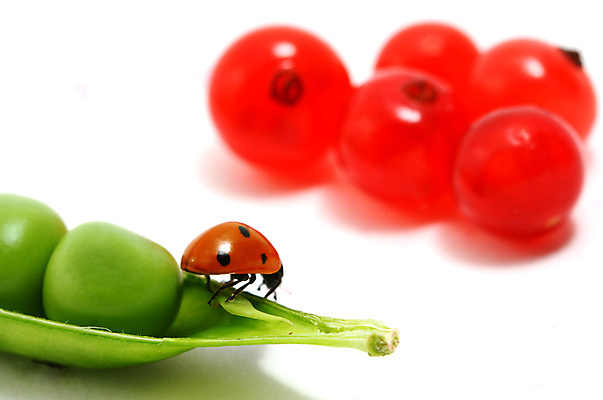 포토 JPG 해외이미지 식물 열매 곤충 과일 자연 사람없음 벌레 작음 완두콩 무당벌레 해외202004 해외202105 해외포토 동물 콩 크기 생태계 파일형식