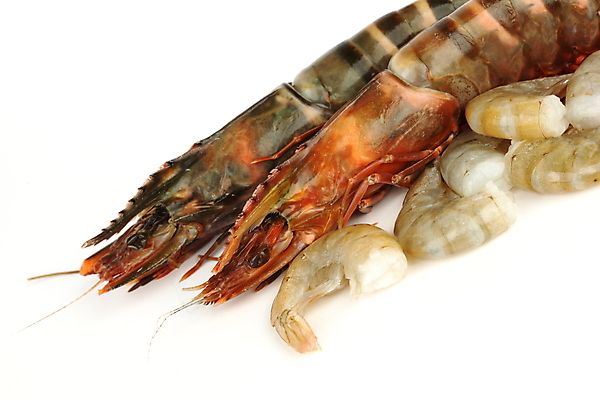 포토 JPG 해외이미지 새우 사람없음 신선 해산물 흰배경 해외202004 해외202105 해외포토 백그라운드 갑각류 흰색 파일형식