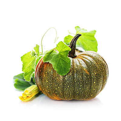 포토 JPG 해외이미지 호박 실내 사람없음 농작물 한개 가을 흰배경 호박꽃 호박잎 해외202004 해외포토 1 계절 꽃 백그라운드 잎 농업 채소 내부 흰색 파일형식