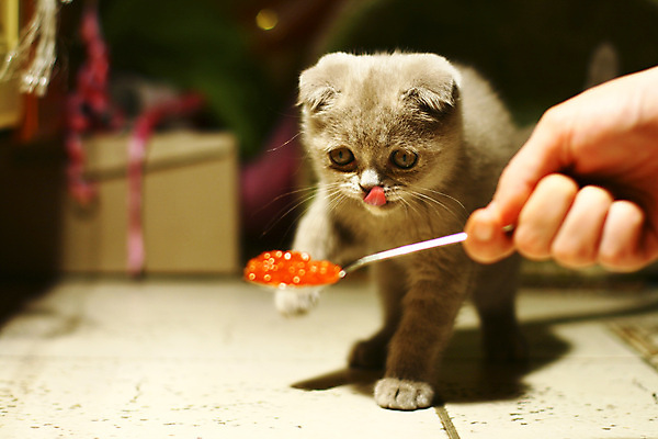 포토 JPG 해외이미지 동물 어린이 음식 오렌지 재료 포유류 자연 영국 사람없음 빨간색 식당 숟가락 저녁식사 고양이 회색 아기 먹기 배고픔 해산물 슛 육식동물 통조림 접기 캐비아 스코틀랜드 해외202004 해외202105 해외포토 유럽 컬러 과일 식재료 모션 수저 사람 반려동물 상점 식사 생태계 파일형식