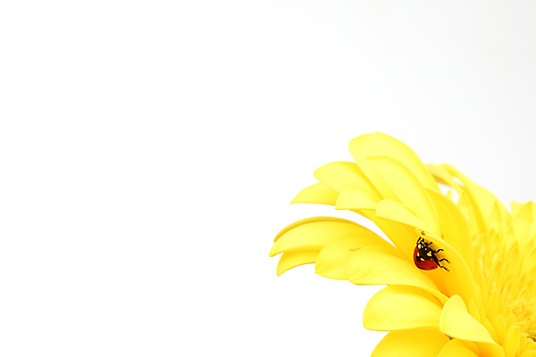 포토 JPG 해외이미지 식물 꽃잎 곤충 잎 자연 하늘 잔디 초원 사람없음 야외 벌레 작음 데이지 무당벌레 해외202004 해외202105 해외포토 동물 꽃 크기 생태계 파일형식