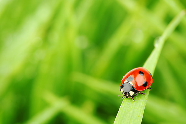 포토 JPG 해외이미지 식물 야생동물 곤충 잎 자연 잔디 초원 사람없음 물 벌레 소프트포커스 작음 무당벌레 내추럴 해외202004 해외202105 해외포토 자연요소 동물 촬영기법 크기 생태계 파일형식