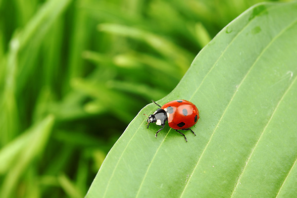 포토 JPG 해외이미지 식물 곤충 잎 자연 초원 사람없음 벌레 소프트포커스 작음 무당벌레 내추럴 해외202004 해외202105 해외포토 동물 촬영기법 크기 생태계 파일형식