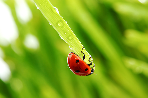 포토 JPG 해외이미지 식물 야생동물 곤충 잎 자연 초원 사람없음 물 물방울 작음 무당벌레 내추럴 해외202004 해외202105 해외포토 자연요소 동물 크기 생태계 파일형식