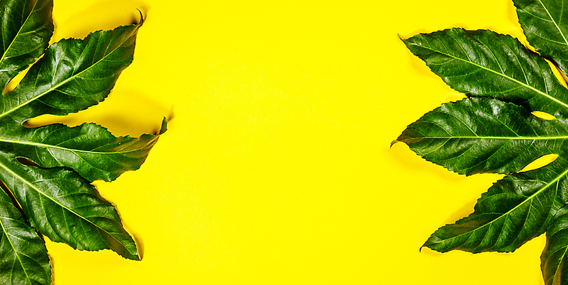 포토 JPG 해외이미지 잎 사람없음 노란배경 카피스페이스 해외202004 해외포토 식물 백그라운드 노란색 공백 파일형식