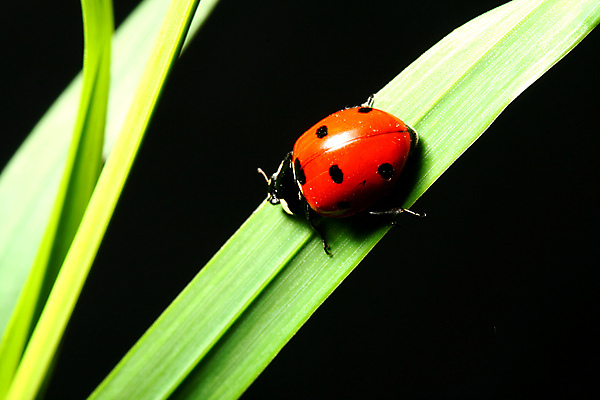 포토 JPG 해외이미지 식물 곤충 자연 사람없음 벌레 작음 무당벌레 내추럴 해외202004 해외202105 해외포토 동물 크기 생태계 파일형식