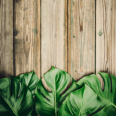 포토 JPG 해외이미지 실내 사람없음 나무탁자 몬스테라 카피스페이스 해외202004 해외포토 식물 탁자 내부 공백 파일형식