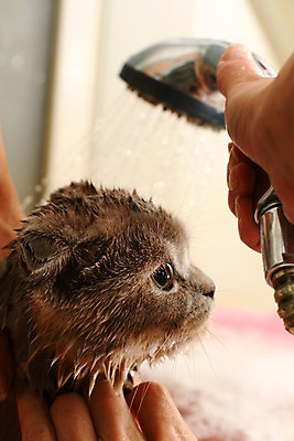 포토 JPG 해외이미지 손 사람없음 물 고양이 목욕 젖음 욕실 유머 빨래 분무기 샤워실 해외202004 해외202105 해외포토 자연요소 감정 가사 포유류 신체부위 반려동물 청결 샤워시설 파일형식