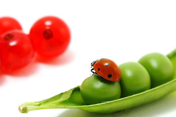 포토 JPG 해외이미지 식물 열매 곤충 과일 자연 사람없음 벌레 작음 완두콩 무당벌레 해외202004 해외202105 해외포토 동물 콩 크기 생태계 파일형식