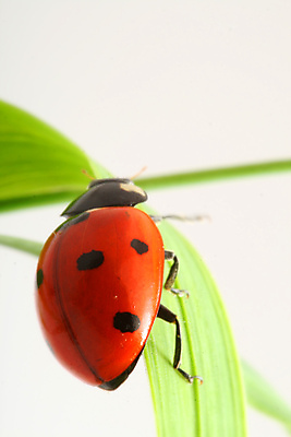 포토 JPG 해외이미지 식물 곤충 자연 사람없음 벌레 작음 무당벌레 내추럴 해외202004 해외202105 해외포토 동물 크기 생태계 파일형식