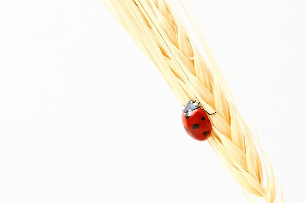 포토 JPG 해외이미지 식물 곤충 자연 사람없음 벌레 작음 밀 무당벌레 내추럴 해외202004 해외202105 해외포토 동물 곡류 크기 생태계 파일형식