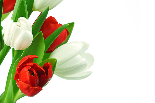 포토 JPG 해외이미지 식물 기념일 꽃잎 꽃 줄기 꽃다발 백그라운드 컨셉 부활절 기념 발렌타인데이 선물 사랑 사람없음 장식 빨간색 초록색 노란색 우주 봄 낭만 튤립 축하 클래식 우아함 다발 배열 꽃집 내추럴 칭찬 해외202004 해외202105 해외포토 계절 감정 컬러 데이이벤트 이벤트 상점 파일형식