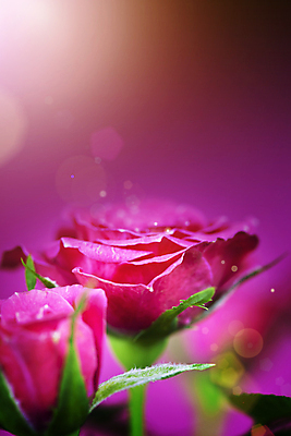 포토 JPG 해외이미지 실내 근접촬영 사람없음 장미 보케 분홍색배경 해외202004 해외포토 꽃 뷰포인트 분홍색 백그라운드 내부 파일형식