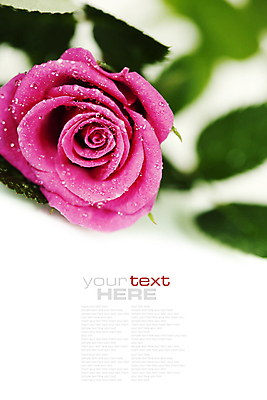 포토 JPG 해외이미지 잎 실내 근접촬영 사람없음 아웃포커스 장미 물방울 흰배경 카피스페이스 해외202004 해외포토 식물 꽃 뷰포인트 백그라운드 촬영기법 내부 공백 흰색 파일형식