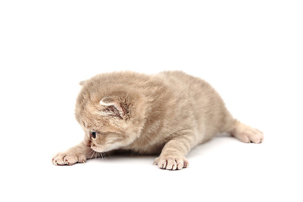 포토 JPG 해외이미지 동물 1 응시 어린이 새끼 백그라운드 장난 가정 영국 수염 털 앉기 사람없음 가로 빨간색 반려동물 노란색 카메라 귀여움 고양이 줄무늬 흰색 표현 아기 달콤 작음 호기심 엽서 슛 걸음마 고립 기르기 유래 해외202004 해외202105 해외포토 시선 감정 유럽 컬러 컨셉 무늬 포유류 모션 사람 전자제품 맛 크기 편지 돌봄 파일형식