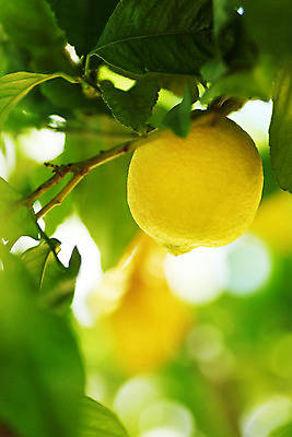 포토 JPG 해외이미지 나무 식물 음식 백그라운드 잎 밭 농업 과일 자연 귤 매달리기 건강 사람없음 초록색 물 농작물 햇빛 농장 노란색 우주 맑음 주스 수확 성장 나뭇가지 신선 소프트포커스 숲 다발 지중해 레몬 가득함 유기농 보케 라임 내추럴 블러 숙성 많음 카피스페이스 해외202004 해외202105 레몬나무 해외포토 자연요소 웰빙 산업 음료 바다 컬러 컨셉 모션 날씨 촬영기법 태양 공백 생태계 파일형식