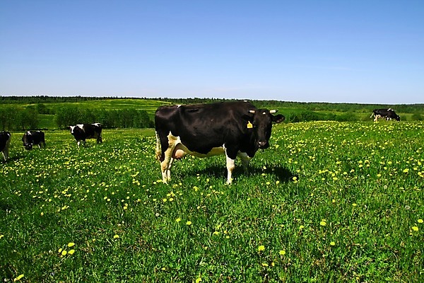 포토 JPG 해외이미지 동물 구름 밭 농업 포유류 자연 하늘 풍경 초원 사람없음 초록색 여름 파란색 햇빛 농장 농경지 마을 환경 맑음 가축 침묵 목장 우유 시골 소 양치기 군중 언덕 밭일 찰과상 목가 해외202004 해외202105 해외포토 자연요소 직업 계절 산업 컬러 날씨 유제품 사람 태양 소리 상처 생태계 파일형식