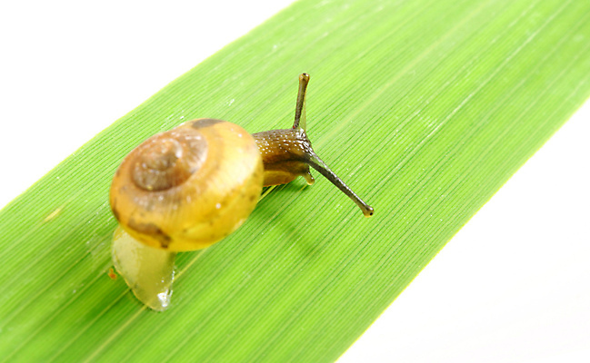 포토 JPG 해외이미지 잎 사람없음 잡초 달팽이 기어가기 해외202004 해외202105 해외포토 식물 모션 연체동물 파일형식