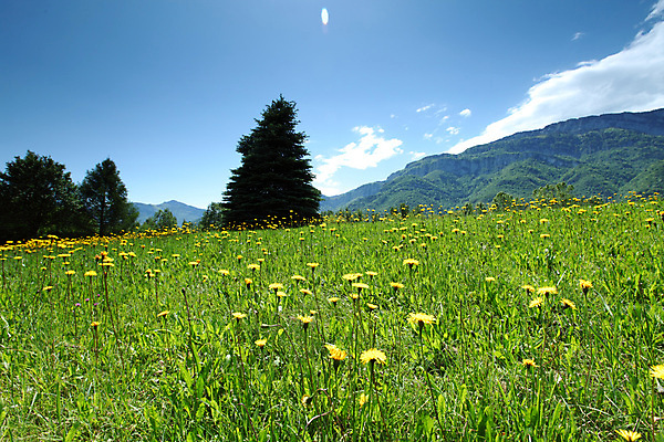 포토 JPG 해외이미지 나무 구름 꽃 유럽 여행 백그라운드 밭 자연 하늘 휴가 산 파노라마 풍경 초원 사람없음 야외 초록색 여름 파란색 농장 걷기 환경 계곡 맑음 봄 등산 하이킹 프랑스 시골 소나무 오스트리아 숲 언덕 알프스 절정 해외202004 해외202105 해외포토 자연요소 식물 계절 나라 컬러 농업 모션 레저 날씨 촬영기법 트래킹 생태계 파일형식