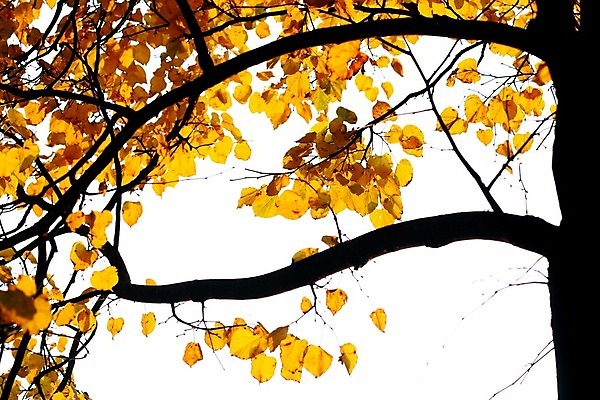 포토 JPG 해외이미지 나무 계절 백그라운드 단풍 잎 패턴 오렌지 자연 추상 사람없음 장식 노란색 우주 활발 가을 나뭇가지 황금 숲 9월 11월 질감 추수감사절 10월 내추럴 고립 해외202004 해외202105 해외포토 식물 기독교 컬러 컨셉 무늬 과일 날짜 생태계 파일형식