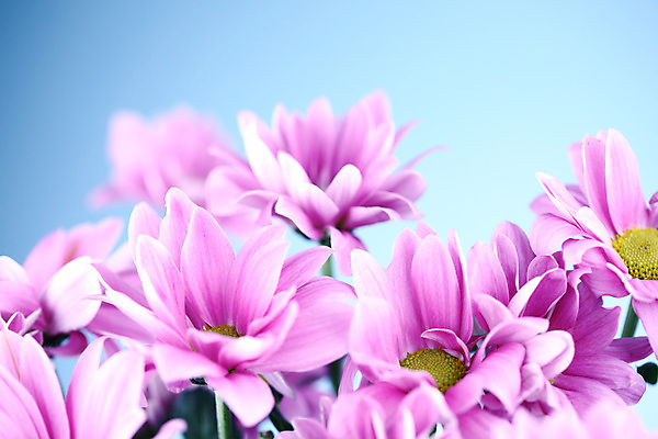 포토 JPG 해외이미지 식물 꽃 분홍색 결혼 추상 국화 사람없음 벚꽃 생일 카피스페이스 해외202004 해외202105 해외포토 기념일 컬러 무늬 이벤트 공백 파일형식