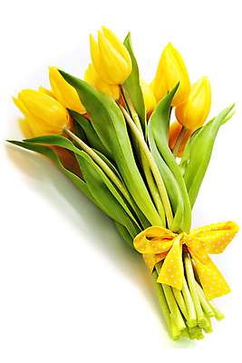 포토 JPG 해외이미지 리본 꽃다발 실내 사람없음 튤립 흰배경 해외202004 해외포토 꽃 백그라운드 내부 흰색 파일형식