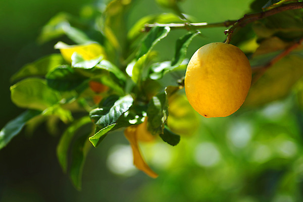 포토 JPG 해외이미지 나무 식물 음식 백그라운드 잎 밭 농업 과일 자연 귤 매달리기 건강 사람없음 초록색 물 농작물 햇빛 농장 노란색 우주 맑음 주스 수확 성장 나뭇가지 신선 소프트포커스 숲 다발 지중해 레몬 가득함 유기농 보케 라임 내추럴 블러 숙성 많음 카피스페이스 해외202004 해외202105 레몬나무 해외포토 자연요소 웰빙 산업 음료 바다 컬러 컨셉 모션 날씨 촬영기법 태양 공백 생태계 파일형식